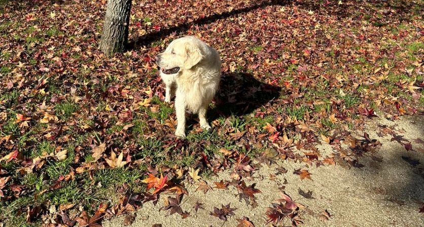 Serviços Municipais restituíram aos donos mais de 30 animais, em 2024