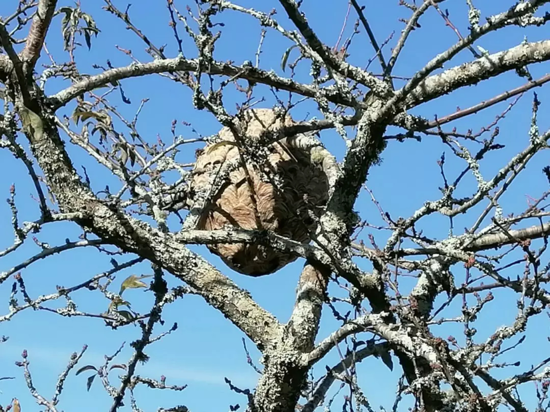 Póvoa de Lanhoso eliminou grande número de ninhos de vespas asiáticas
