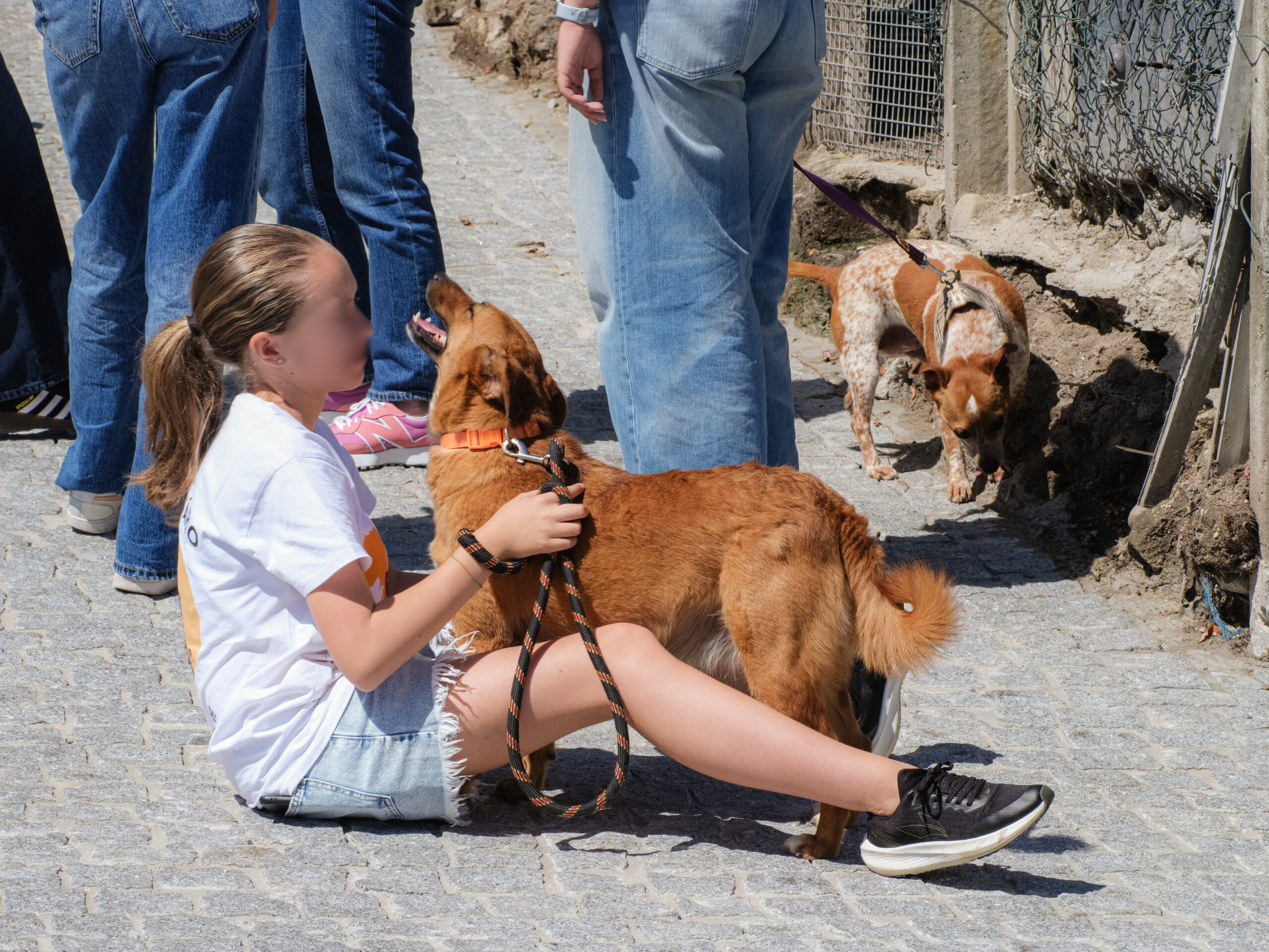 Depois da inauguração do CROA, Município mantém aposta na esterilização de animais